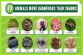 15 Animals Surprisingly More Deadly Than Sharks