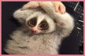These 9 Adorable Animals Should Actually Terrify You