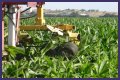 Why do farmers cut the tassels off corn?
